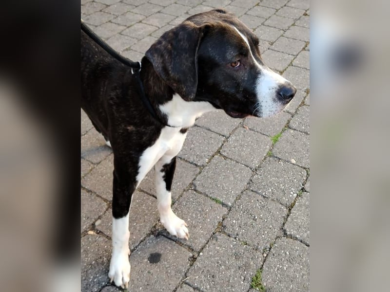Spike2 geb. 01/2025 (in Deutschland) - verträglicher und braver Junghund!