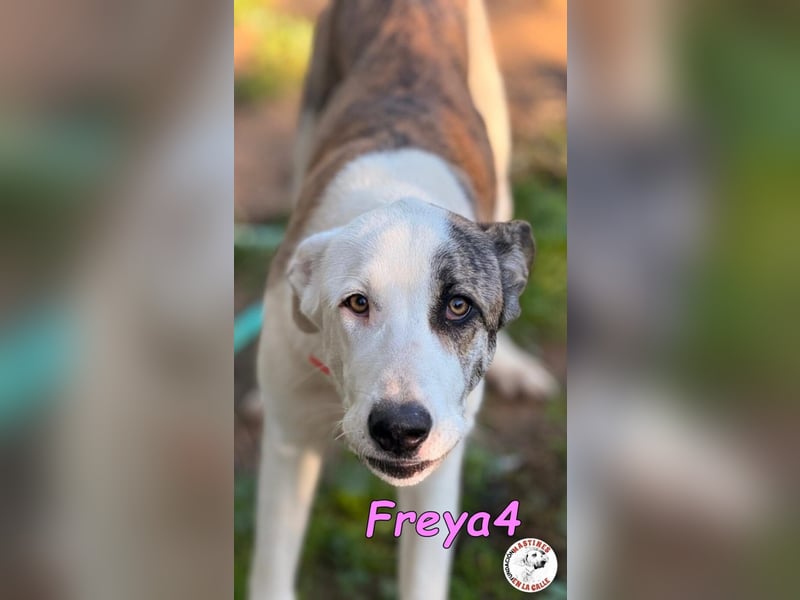 Freya4 geb. 05/2025 (ESP) - liebevolle, gesellige und verspielte Galgo-Mix Welpin sucht ein Zuhause!