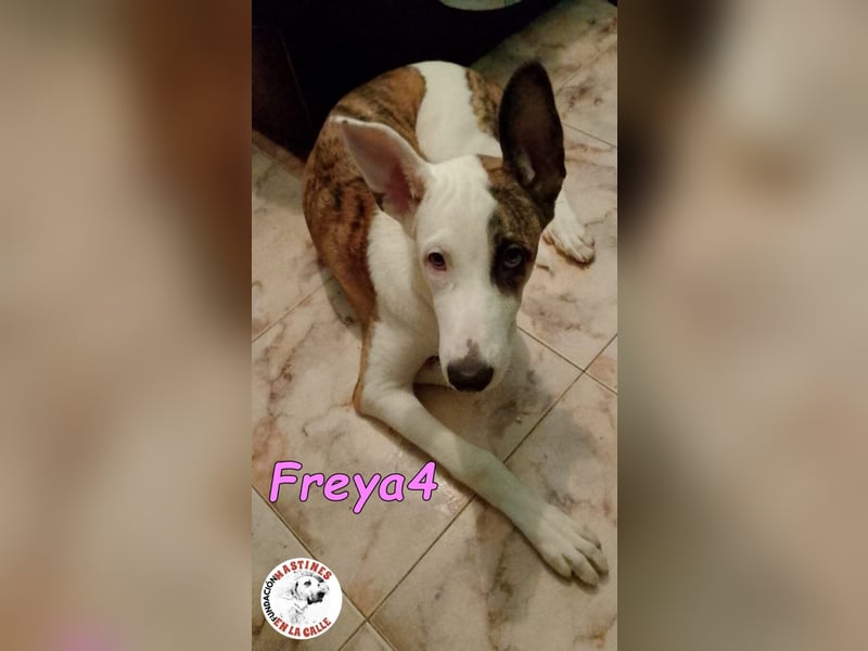 Freya4 geb. 05/2025 (ESP) - liebevolle, gesellige und verspielte Galgo-Mix Welpin sucht ein Zuhause!