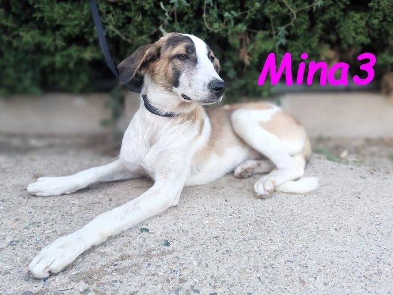 Mina3 geb. 12/2024 (ESP) - sanfte, verspielte und liebevolle Junghündin!