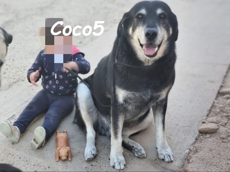 Coco5 geb. 06/2017 (ESP) - ein Engel auf vier Pfoten!