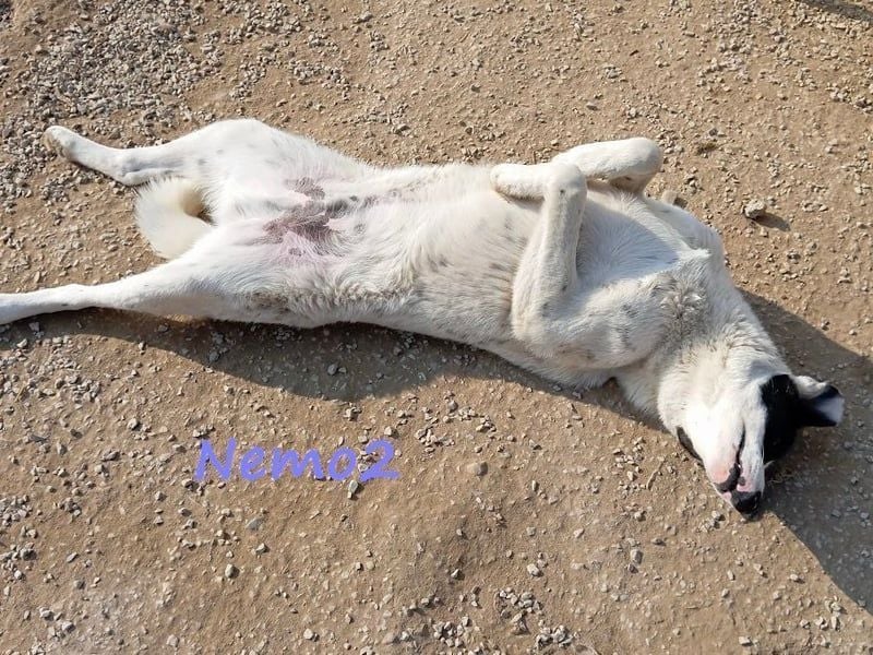 Nemo2 03/2023 (GRC) - ruhiger, ausgeglichener und verträglicher Rüde!