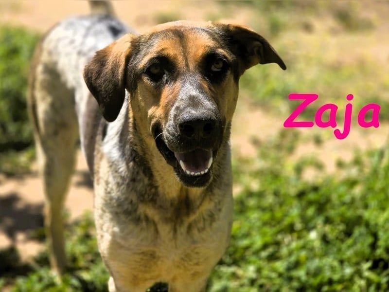 Zaja geb. 12/2023 (ESP) - aufgeschlossene, fröhliche und anhängliche Junghündin!
