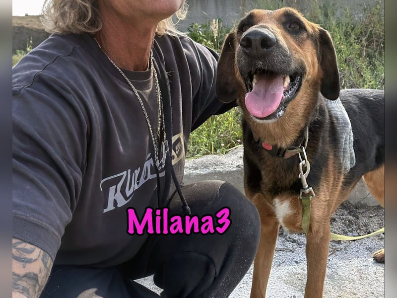 Milana3 geb. 01/2022 - menschenbezogene, freundliche und sanfte Schönheit!