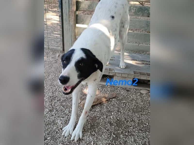 Nemo2 03/2023 (GRC) - ruhiger, ausgeglichener und verträglicher Rüde!