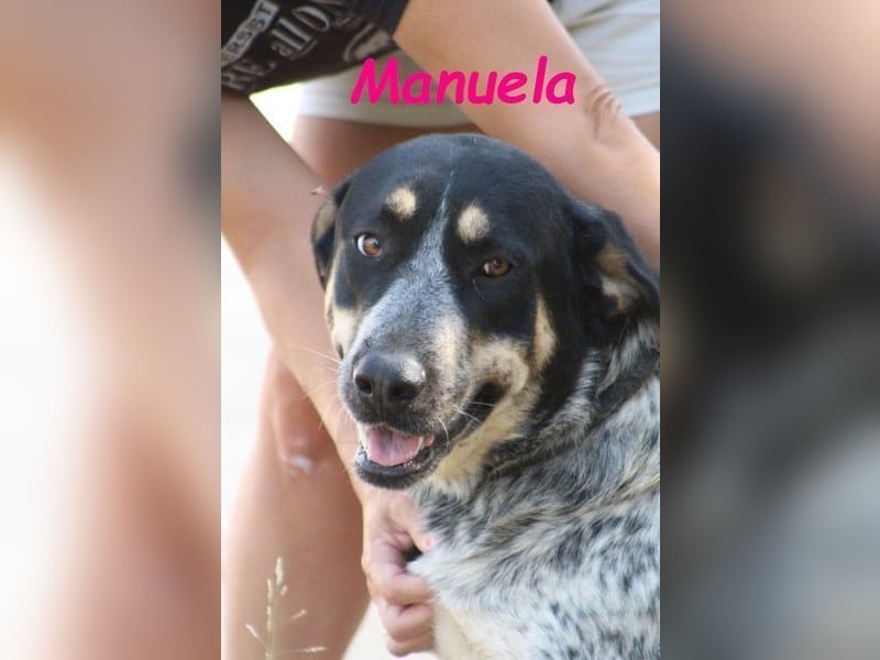 Manuela geb. 12/2023 (ESP) - harmonische, gutmütige und lustige Junghündin!