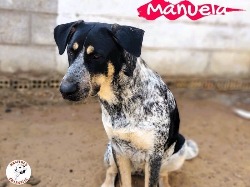 Manuela geb. 12/2023 (ESP) - harmonische, gutmütige und lustige Junghündin!