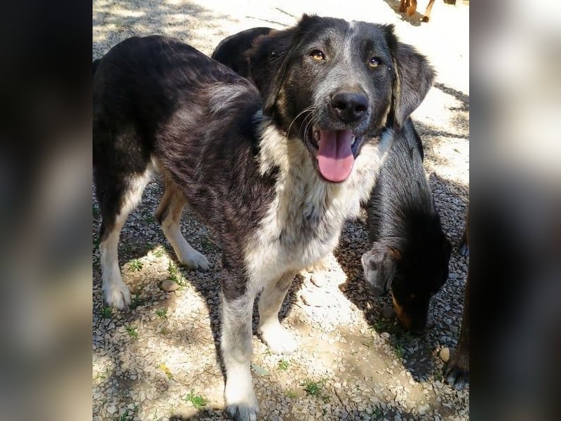 Millie geb. 09/2024 (GRC) - sanfte, verschmuste und verspielte Junghündin!