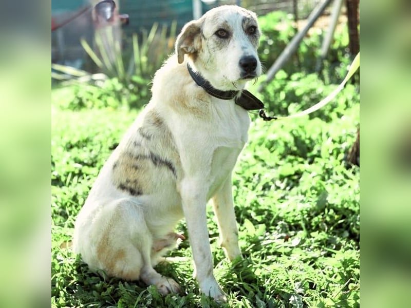 Victor2 geb. 03/2022 (ESP) - ausgeglichener, kinderlieber und sozialer Rüde!