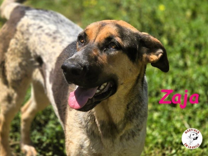 Zaja geb. 12/2023 (ESP) - aufgeschlossene, fröhliche und anhängliche Junghündin!