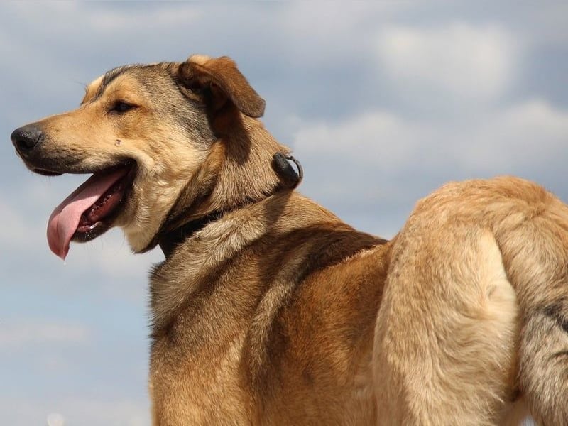 Barkly geb. 06/2022 - ausgeglichener, kluger und lernwilliger Jungrüde!