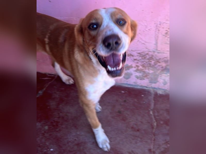 Mika geb. 11/2024 (ESP) - lebensfroher, sportlicher und lernwilliger Junghund!