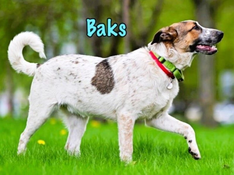 Baks geb. 11/2021 - ein ausgeglichener und sanftmütiger, ganz besonderer, wunderschöner Rüde!