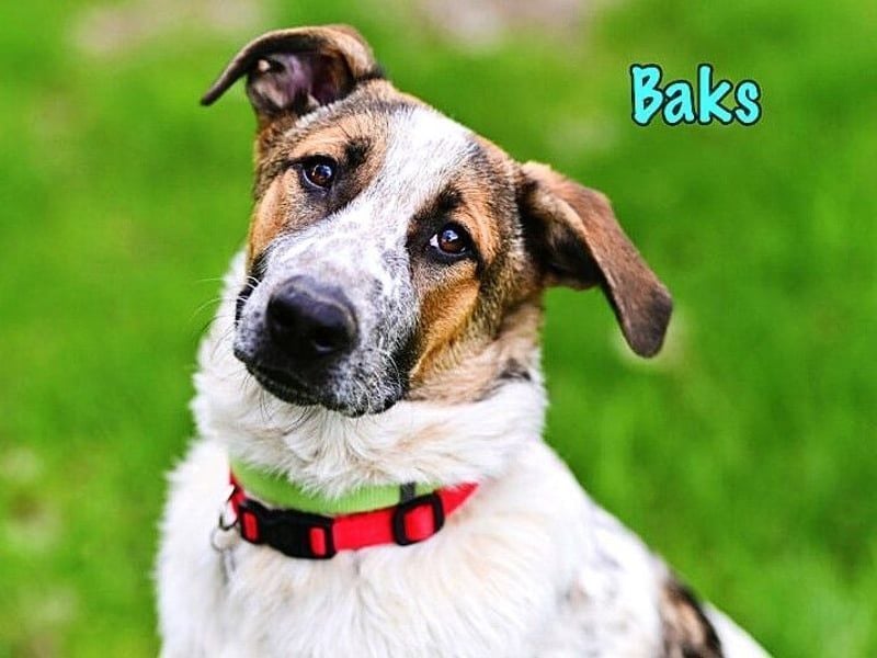 Baks geb. 11/2021 - ein ausgeglichener und sanftmütiger, ganz besonderer, wunderschöner Rüde!