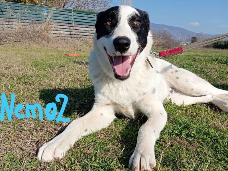 Nemo2 03/2023 (GRC) - ruhiger, ausgeglichener und verträglicher Rüde!