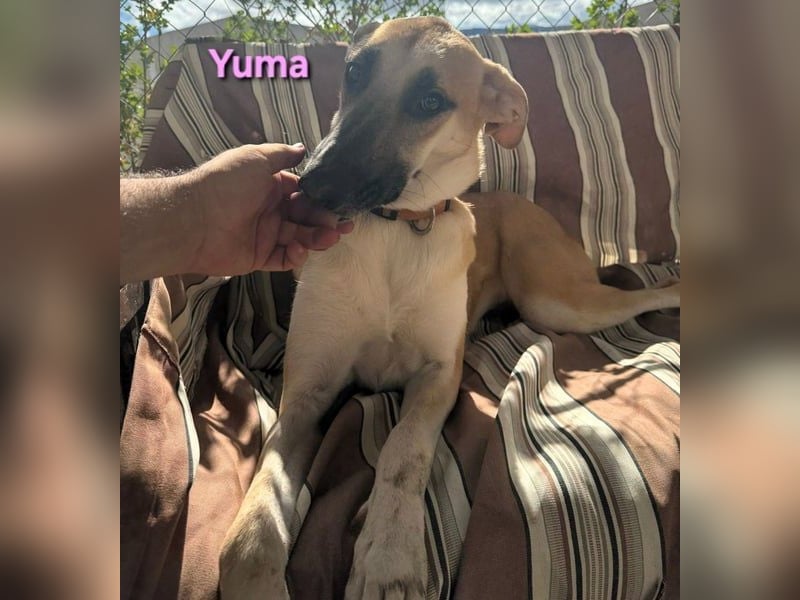 Yuma geb. 04/2023 (ESP) - verschmuste Hündin sucht Zuhause!