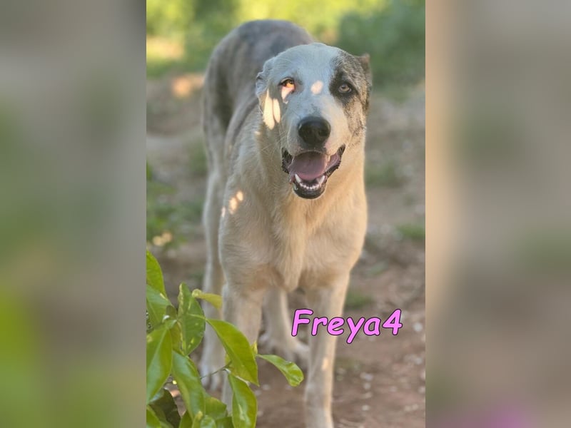 Freya4 geb. 05/2025 (ESP) - liebevolle, gesellige und verspielte Galgo-Mix Welpin sucht ein Zuhause!
