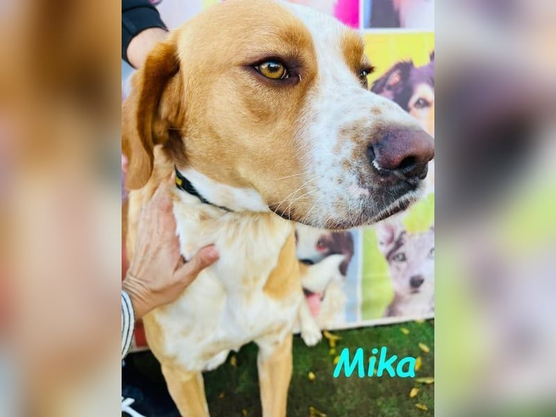 Mika geb. 11/2024 (ESP) - lebensfroher, sportlicher und lernwilliger Junghund!