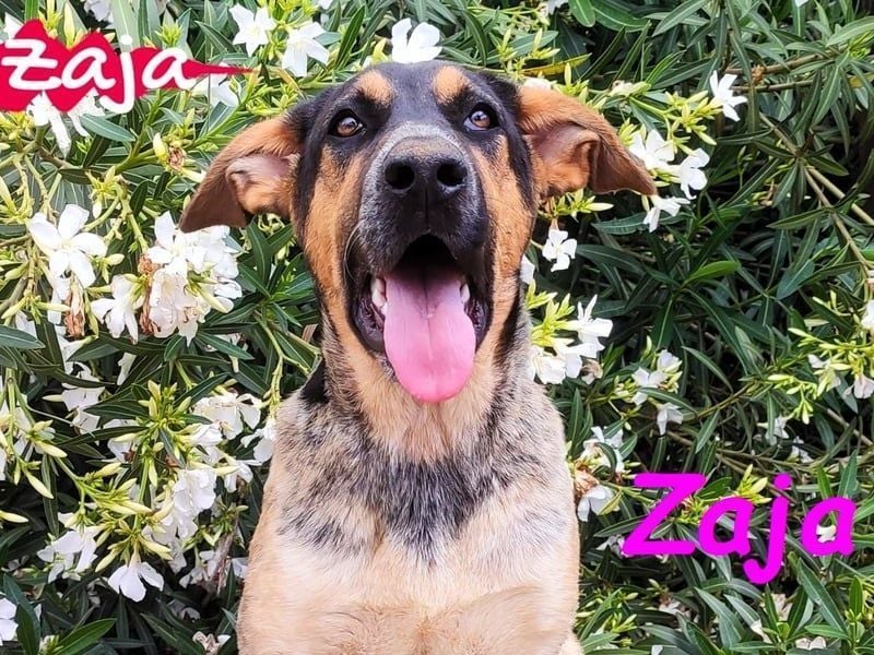 Zaja geb. 12/2023 (ESP) - aufgeschlossene, fröhliche und anhängliche Junghündin!