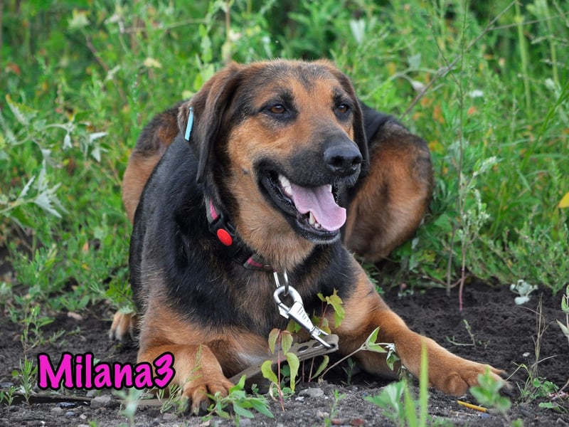 Milana3 geb. 01/2022 - menschenbezogene, freundliche und sanfte Schönheit!