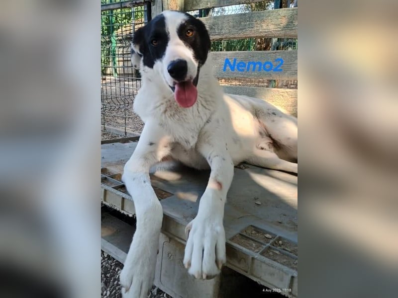 Nemo2 03/2023 (GRC) - ruhiger, ausgeglichener und verträglicher Rüde!