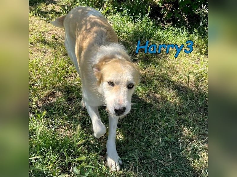 Harry3 07/2022 (ESP) - angenehmer und menschenbezogener Rüde!