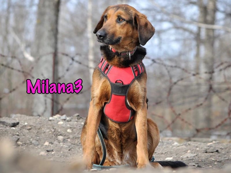 Milana3 geb. 01/2022 - menschenbezogene, freundliche und sanfte Schönheit!