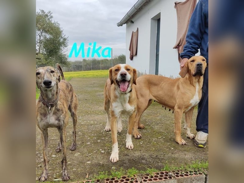 Mika geb. 11/2024 (ESP) - lebensfroher, sportlicher und lernwilliger Junghund!