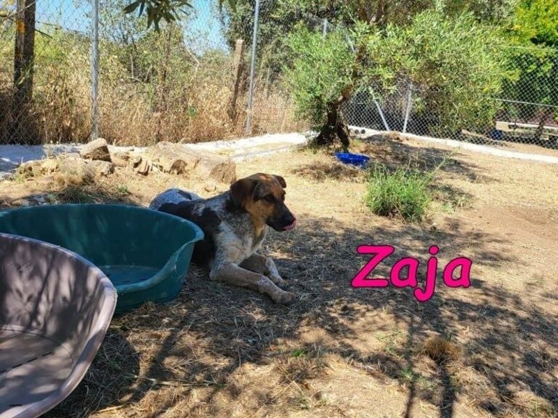 Zaja geb. 12/2023 (ESP) - aufgeschlossene, fröhliche und anhängliche Junghündin!
