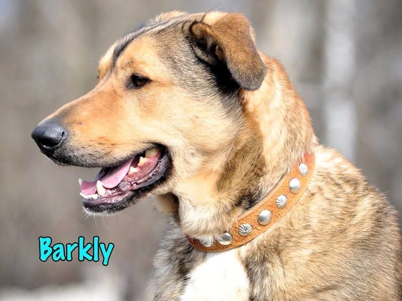 Barkly geb. 06/2022 - ausgeglichener, kluger und lernwilliger Jungrüde!