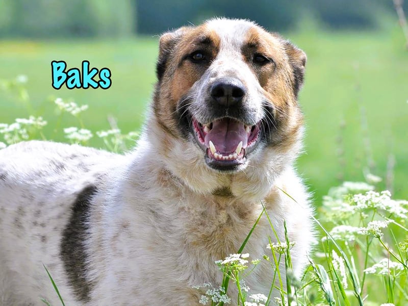 Baks geb. 11/2021 - ein ausgeglichener und sanftmütiger, ganz besonderer, wunderschöner Rüde!