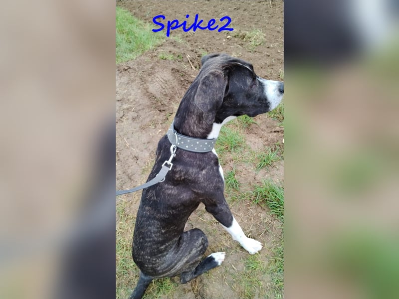 Spike2 geb. 01/2025 (in Deutschland) - verträglicher und braver Junghund!
