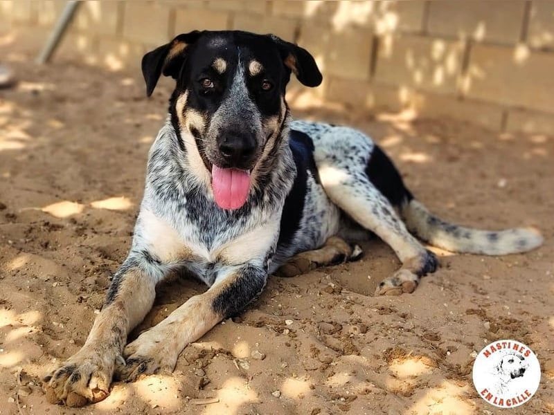 Manuela geb. 12/2023 (ESP) - harmonische, gutmütige und lustige Junghündin!