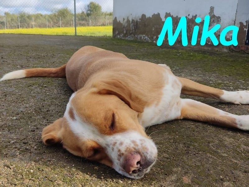 Mika geb. 11/2024 (ESP) - lebensfroher, sportlicher und lernwilliger Junghund!