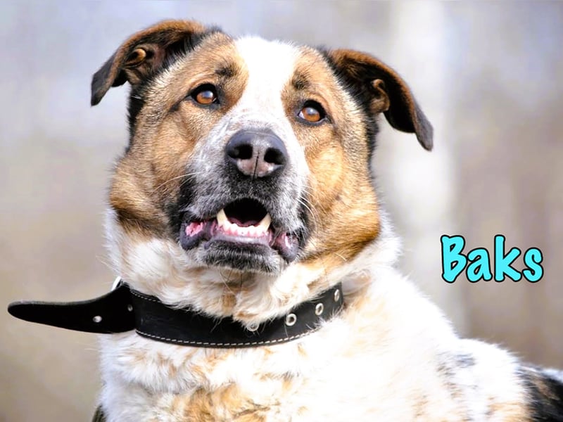 Baks geb. 11/2021 - ein ausgeglichener und sanftmütiger, ganz besonderer, wunderschöner Rüde!