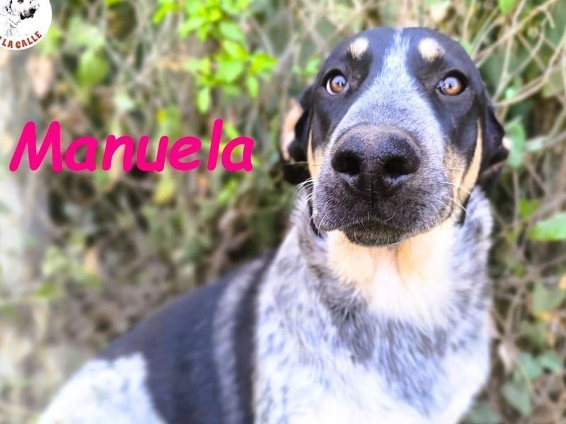 Manuela geb. 12/2023 (ESP) - harmonische, gutmütige und lustige Junghündin!