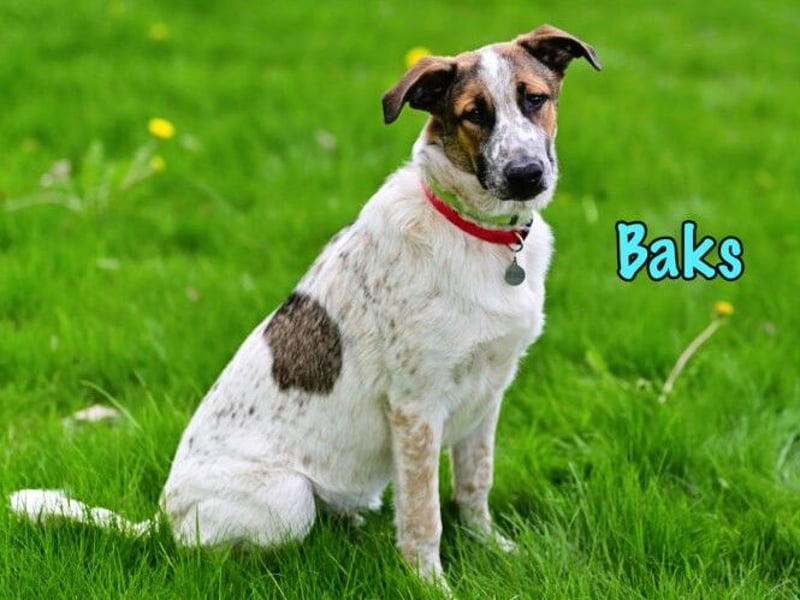 Baks geb. 11/2021 - ein ausgeglichener und sanftmütiger, ganz besonderer, wunderschöner Rüde!