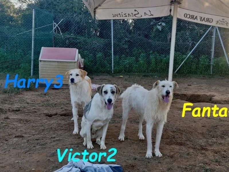 Victor2 geb. 03/2022 (ESP) - ausgeglichener, kinderlieber und sozialer Rüde! Victor2 geb. 03/2022 (ESP) - ausgeglichener, kinderlieber und sozialer Rüde!