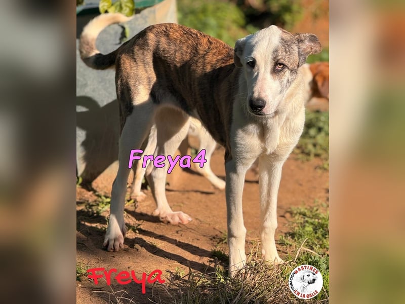 Freya4 geb. 05/2025 (ESP) - liebevolle, gesellige und verspielte Galgo-Mix Welpin sucht ein Zuhause!