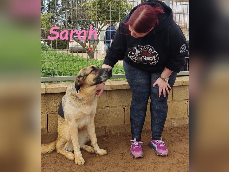 Sarah geb. 12/2023 (ESP) - aufgeschlossene, anhängliche und lustige Junghündin!