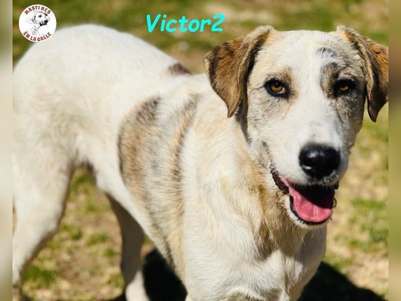 Victor2 geb. 03/2022 (ESP) - ausgeglichener, kinderlieber und sozialer Rüde! Victor2 geb. 03/2022 (ESP) - ausgeglichener, kinderlieber und sozialer Rüde!