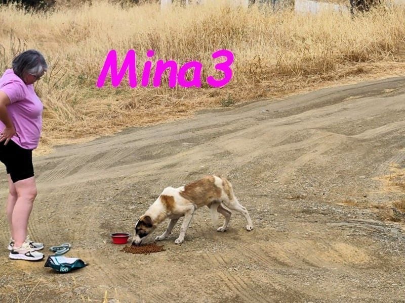 Mina3 geb. 12/2024 (ESP) - sanfte, verspielte und liebevolle Junghündin!