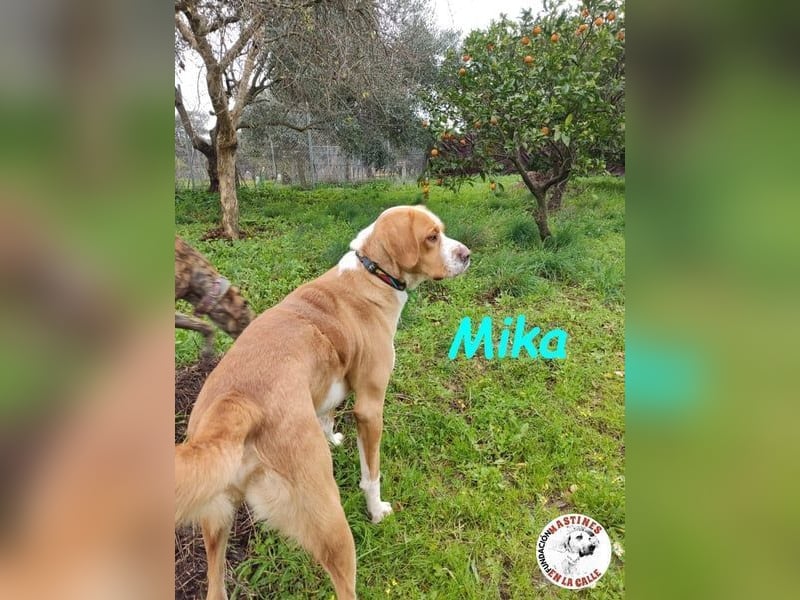 Mika geb. 11/2024 (ESP) - lebensfroher, sportlicher und lernwilliger Junghund!