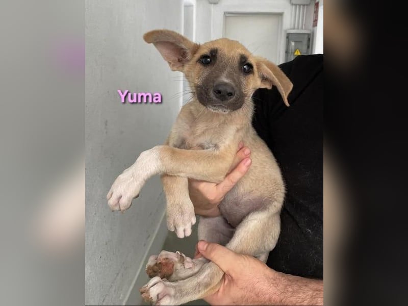 Yuma geb. 04/2023 (ESP) - verschmuste Hündin sucht Zuhause!