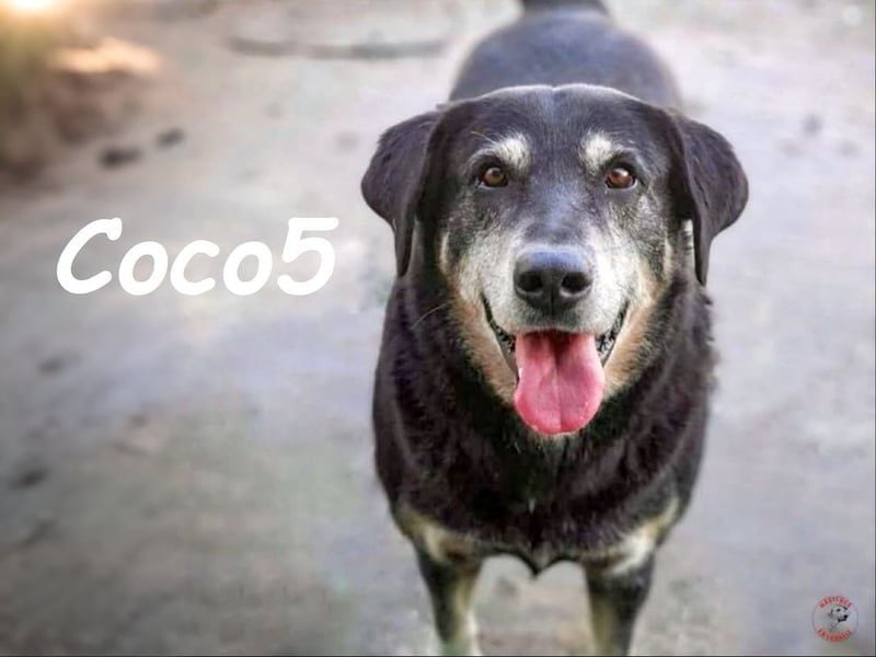 Coco5 geb. 06/2017 (ESP) - ein Engel auf vier Pfoten!