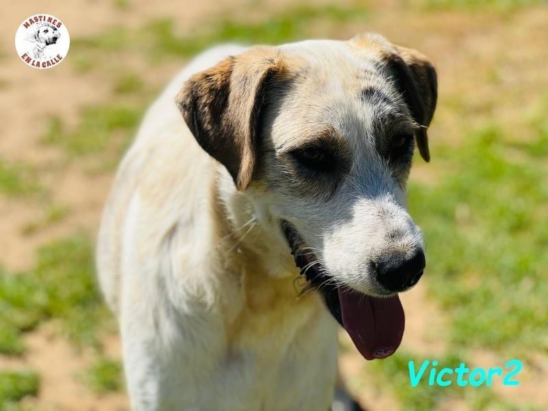 Victor2 geb. 03/2022 (ESP) - ausgeglichener, kinderlieber und sozialer Rüde! Victor2 geb. 03/2022 (ESP) - ausgeglichener, kinderlieber und sozialer Rüde!