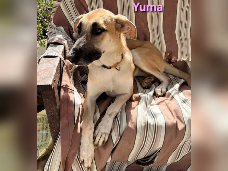 Yuma geb. 04/2023 (ESP) - verschmuste Hündin sucht Zuhause!