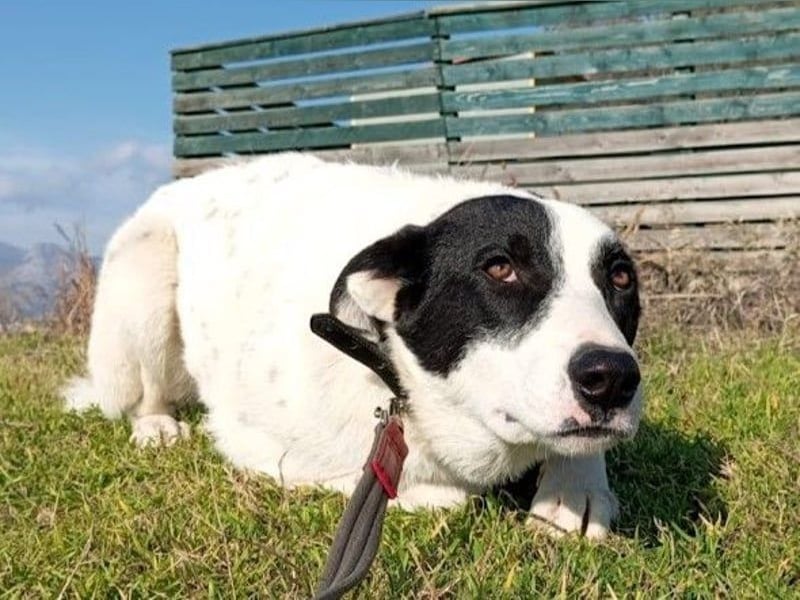 Nemo2 03/2023 (GRC) - ruhiger, ausgeglichener und verträglicher Rüde!