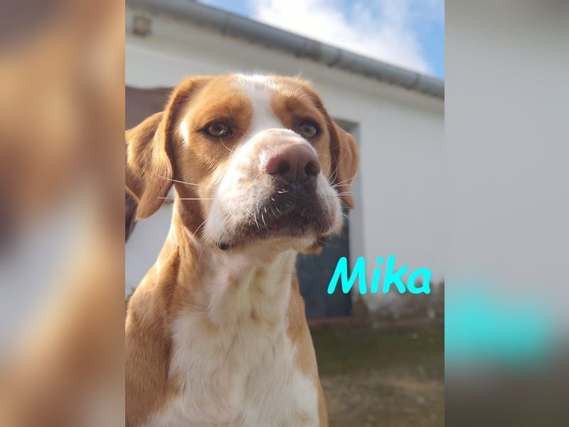 Mika geb. 11/2024 (ESP) - lebensfroher, sportlicher und lernwilliger Junghund!