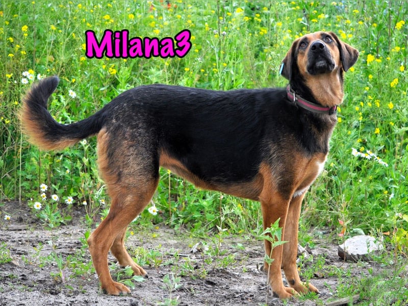 Milana3 geb. 01/2022 - menschenbezogene, freundliche und sanfte Schönheit!